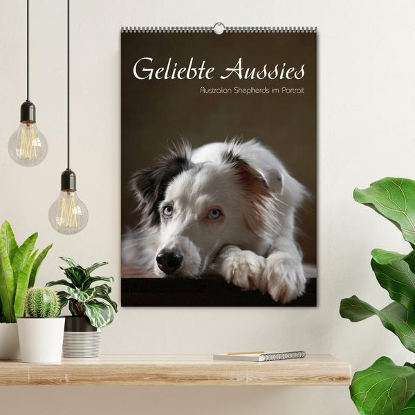 Produktbild: Geliebte Aussies - Australian Shepherds im Portrait (Wandkalender 2026 DIN A2 hoch), CALVENDO Monatskalender