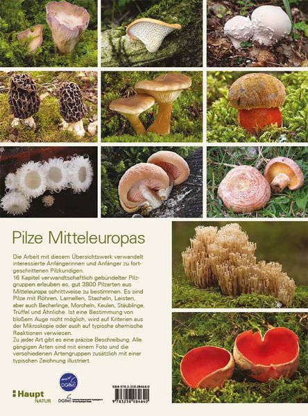 Produktbild: Pilze Mitteleuropas
