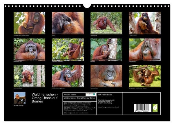 Produktbild: Waldmenschen - Orang Utans auf Borneo (Wandkalender 2026 DIN A3 quer), CALVENDO Monatskalender