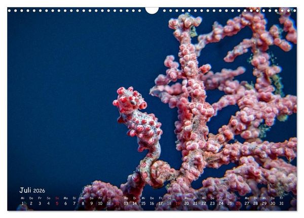Produktbild: Hippocampus oder einfach nur Seepferdchen (Wandkalender 2026 DIN A3 quer), CALVENDO Monatskalender