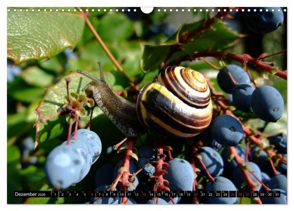 Produktbild: Schneckenleben (Wandkalender 2026 DIN A3 quer), CALVENDO Monatskalender