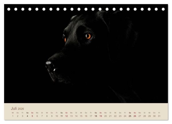 Produktbild: Labrador Retriever (Tischkalender 2026 DIN A5 quer), CALVENDO Monatskalender