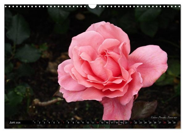 Produktbild: Edle Rosen (Wandkalender 2026 DIN A3 quer), CALVENDO Monatskalender