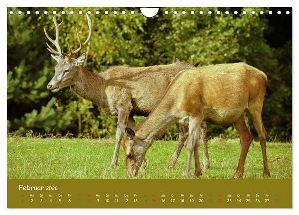 Produktbild: Begegnungen. DER HIRSCH (Wandkalender 2026 DIN A4 quer), CALVENDO Monatskalender