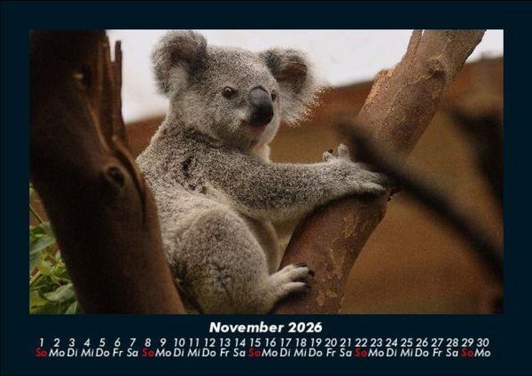 Produktbild: Koala 2026 Fotokalender DIN A5
