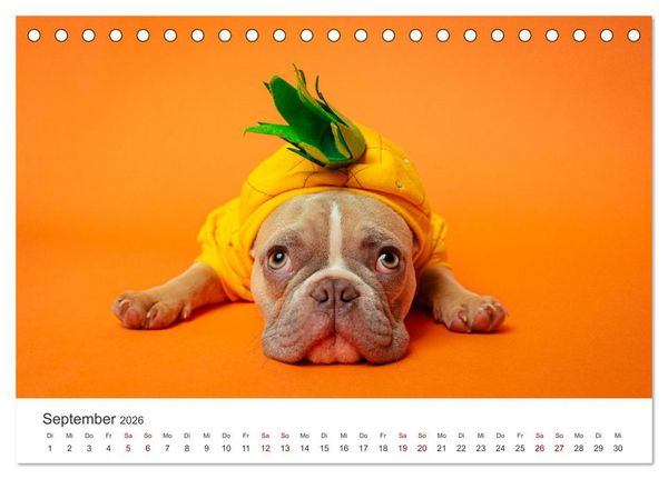 Produktbild: Die Bulldogge Henry (Tischkalender 2026 DIN A5 quer), CALVENDO Monatskalender