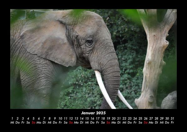 Produktbild: Der Elefantenkalender 2025 Fotokalender DIN A3