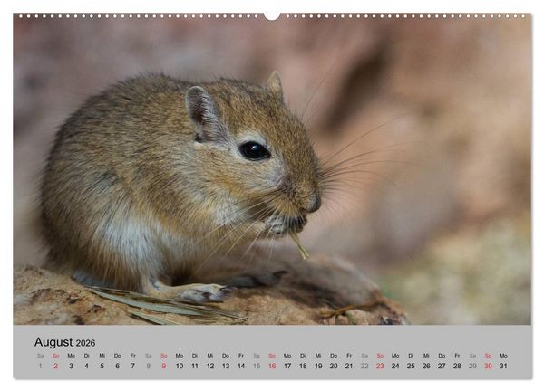 Produktbild: Mausebande (Wandkalender 2026 DIN A2 quer), CALVENDO Monatskalender