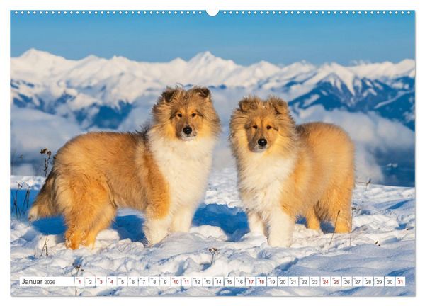 Produktbild: Der Collie - ein Hund f&uuml;rs Herz (hochwertiger Premium Wandkalender 2026 DIN A2 quer), Kunstdruck in Hochglanz