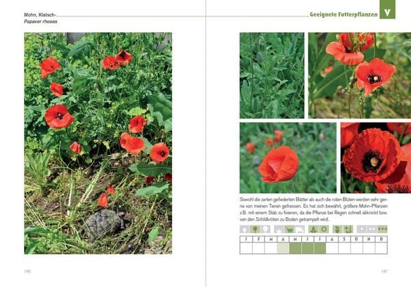 Produktbild: Der Schildkr&ouml;ten-G&auml;rtner - Naturnahe Ern&auml;hrung Europ&auml;ischer Landschildkr&ouml;ten