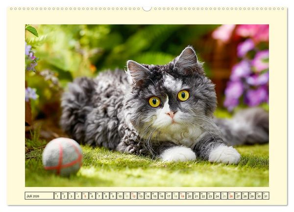 Produktbild: Selkirk Rex Katzen. Lockenzauber im Blumengarten (hochwertiger Premium Wandkalender 2026 DIN A2 quer), Kunstdruck in Hochglanz