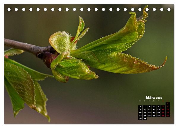 Produktbild: B&auml;ume im Detail (Tischkalender 2026 DIN A5 quer), CALVENDO Monatskalender