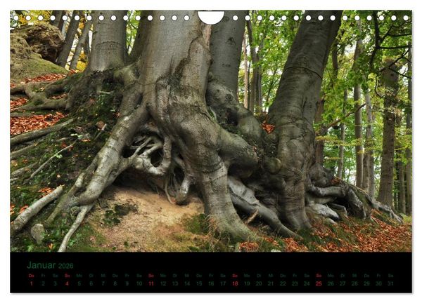 Produktbild: Wurzelwerke (Wandkalender 2026 DIN A4 quer), CALVENDO Monatskalender