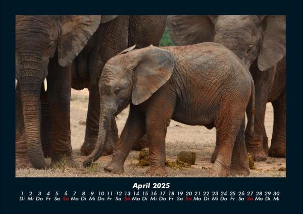 Produktbild: Der Tierkalender 2025 Fotokalender DIN A4