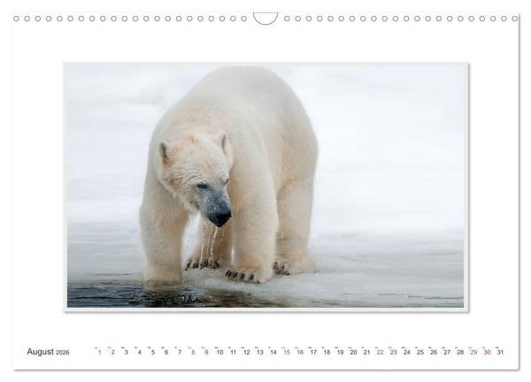 Produktbild: Emotionale Momente: Der Eisb&auml;r. (Wandkalender 2026 DIN A3 quer), CALVENDO Monatskalender