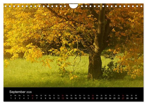 Produktbild: Baumportr&auml;ts 2026 (Wandkalender 2026 DIN A4 quer), CALVENDO Monatskalender
