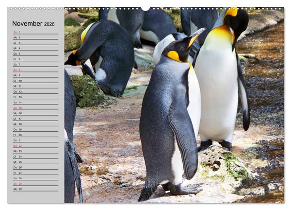 Produktbild: Pinguine - Watscheln im festlichen Kleid (hochwertiger Premium Wandkalender 2026 DIN A2 quer), Kunstdruck in Hochglanz