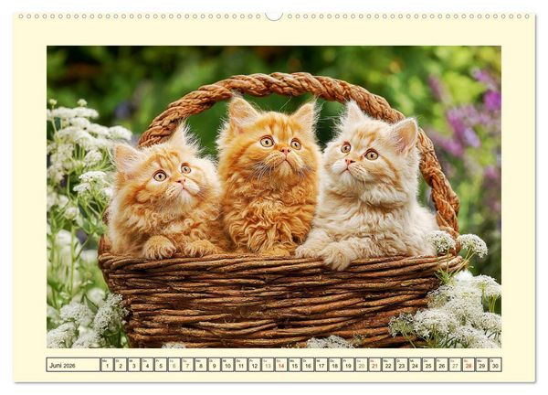 Produktbild: Selkirk Rex Katzen. Lockenzauber im Blumengarten (hochwertiger Premium Wandkalender 2026 DIN A2 quer), Kunstdruck in Hochglanz