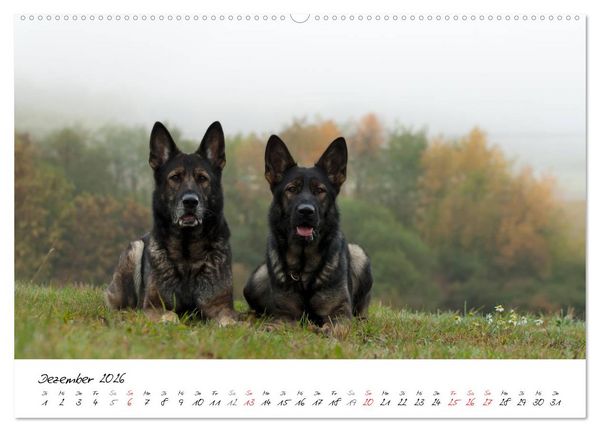 Produktbild: Der graue Deutsche Sch&auml;ferhund (Wandkalender 2026 DIN A2 quer), CALVENDO Monatskalender