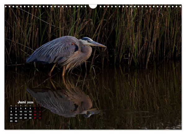 Produktbild: Floridas wunderbare Vogelwelt (Wandkalender 2026 DIN A3 quer), CALVENDO Monatskalender