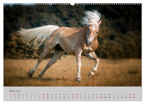 Produktbild: Pferde - Anmut, Eleganz, Magie (hochwertiger Premium Wandkalender 2026 DIN A2 quer), Kunstdruck in Hochglanz