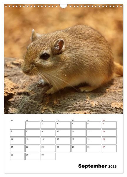 Produktbild: Lustige Rennm&auml;use (Wandkalender 2026 DIN A3 hoch), CALVENDO Monatskalender