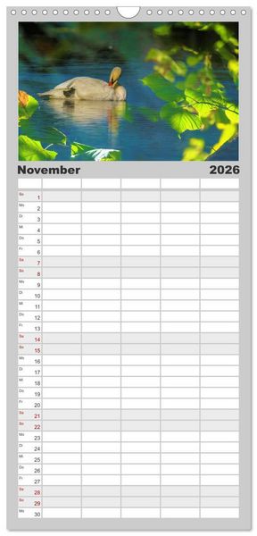Produktbild: Familienplaner 2026 - Der H&ouml;ckerschwan elegant und stolz mit 5 Spalten (Wandkalender, 21 x 45 cm) CALVENDO