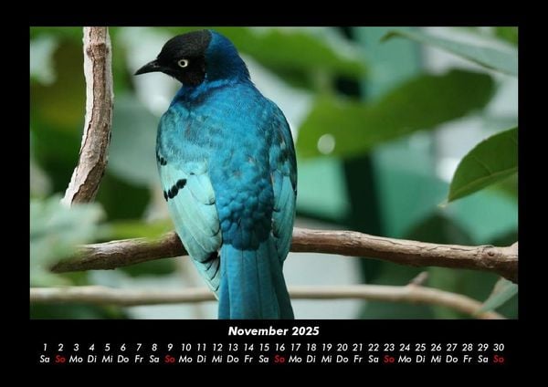 Produktbild: Welt der V&ouml;gel 2025 Fotokalender DIN A3