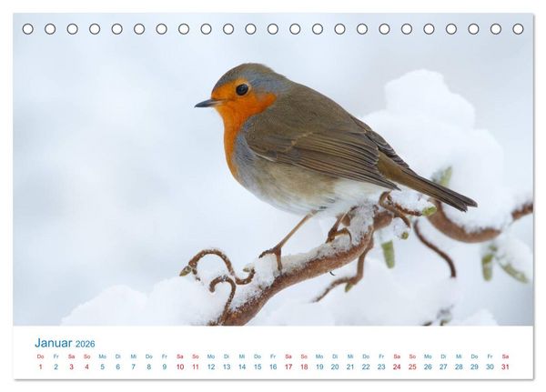 Produktbild: Singv&ouml;gel - 12 Arten im Garten (Tischkalender 2026 DIN A5 quer), CALVENDO Monatskalender