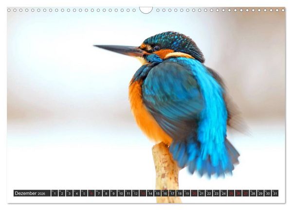 Produktbild: Der Eisvogel (Wandkalender 2026 DIN A3 quer), CALVENDO Monatskalender