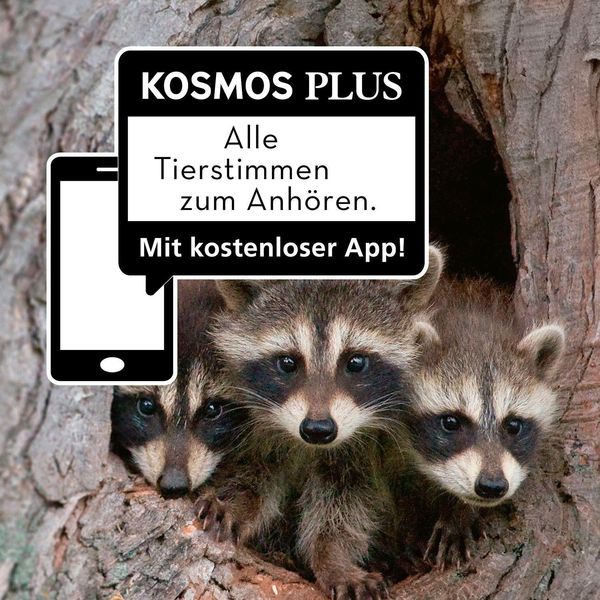 Produktbild: Tier- und Pflanzenf&uuml;hrer. Kindernaturf&uuml;hrer