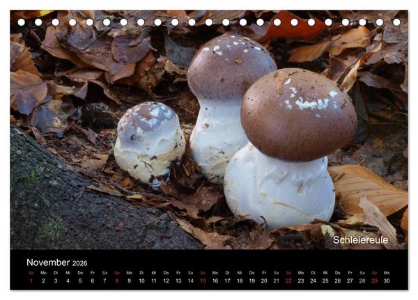 Produktbild: Pilzkalender (Tischkalender 2026 DIN A5 quer), CALVENDO Monatskalender