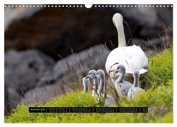Produktbild: V&ouml;gel auf Island (Wandkalender 2026 DIN A3 quer), CALVENDO Monatskalender