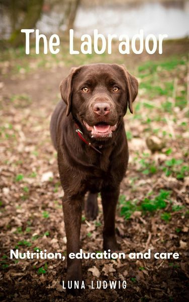 Produktbild: The Labrador nutrition, education and care