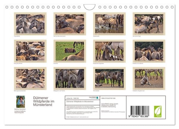 Produktbild: D&uuml;lmener Wildpferde im M&uuml;nsterland (Wandkalender 2026 DIN A4 quer), CALVENDO Monatskalender