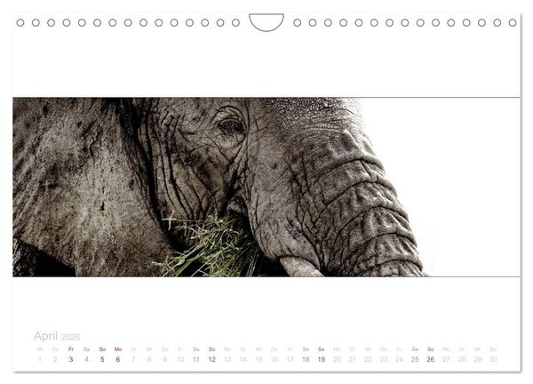 Produktbild: Serengeti Panorama (Wandkalender 2026 DIN A4 quer), CALVENDO Monatskalender