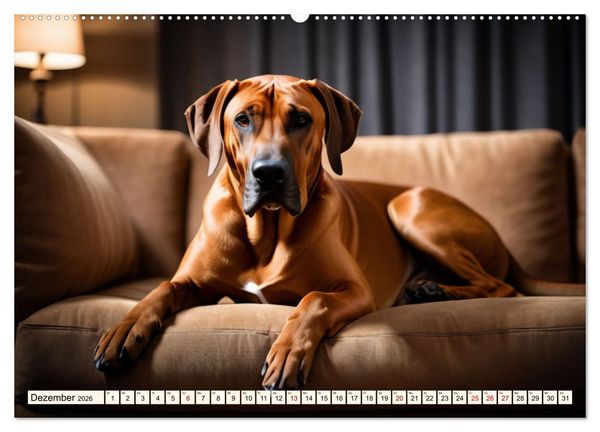 Produktbild: Rhodesian Ridgeback - Athlet mit R&uuml;ckenkamm (Wandkalender 2026 DIN A2 quer), CALVENDO Monatskalender