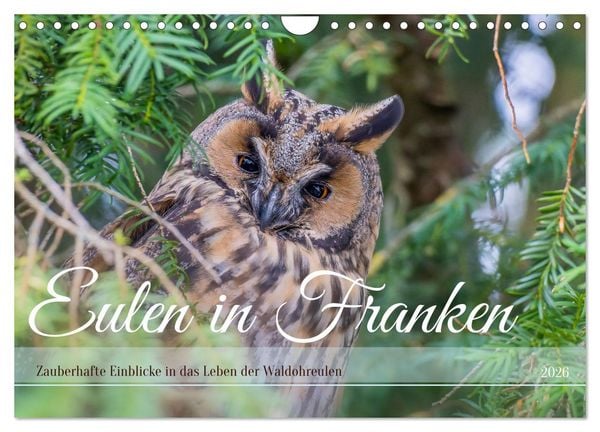 Produktbild: Eulen in Franken (Wandkalender 2026 DIN A4 quer), CALVENDO Monatskalender