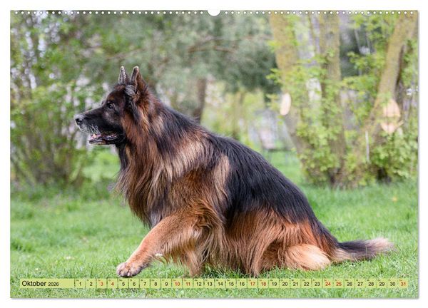 Produktbild: Altdeutsche Sch&auml;ferhunde - Traumhafte Sch&auml;ferhunde Langstockhaar (Wandkalender 2026 DIN A2 quer), CALVENDO Monatskalender