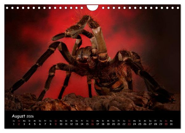 Produktbild: Mystische Vogelspinnen (Wandkalender 2026 DIN A4 quer), CALVENDO Monatskalender
