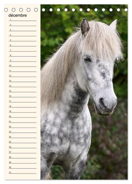 Produktbild: Cheval islandais - Calendrier anniversaire (Calendrier de bureau 2026 DIN A5 horizontal), CALVENDO calendrier mensuel