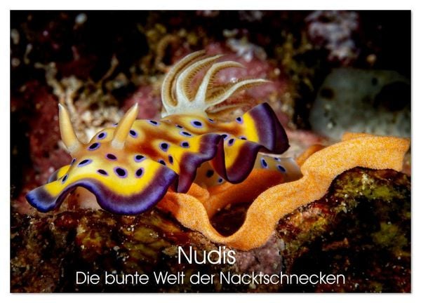 Nudis – Die bunte Welt der Nacktschnecken (Wandkalender 2026 DIN A3 quer), CALVENDO Monatskalender