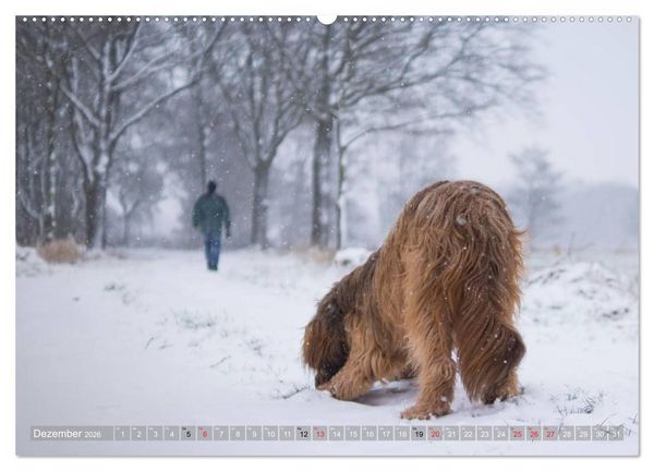 Produktbild: Briards - sanfte Riesen mit Temperament (hochwertiger Premium Wandkalender 2026 DIN A2 quer), Kunstdruck in Hochglanz