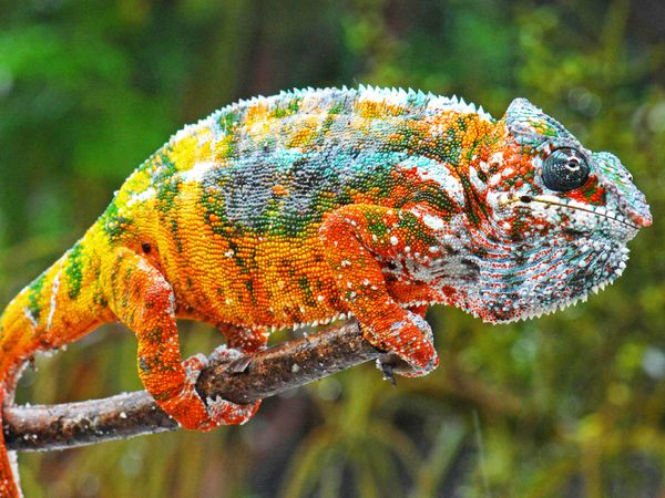 Produktbild: CALVENDO Puzzle Panther-Cham&auml;leon in allen leuchtenden Farben des Regenbogens. | 1000 Teile Lege-Gr&ouml;&szlig;e 64x48cm Foto-Puzzle f&uuml;r gl&uuml;ckliche Stunden