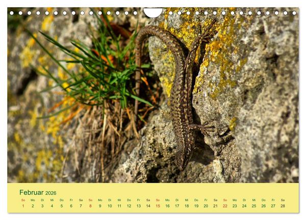 Produktbild: Flinke Eidechsen (Wandkalender 2026 DIN A4 quer), CALVENDO Monatskalender