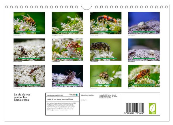 Produktbild: La vie de nos prairie, les ombellif&egrave;res (Calendrier mural 2026 DIN A4 vertical), CALVENDO calendrier mensuel