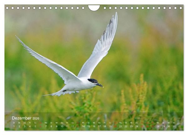 Produktbild: Nordatlantische Seev&ouml;gel (Wandkalender 2026 DIN A4 quer), CALVENDO Monatskalender