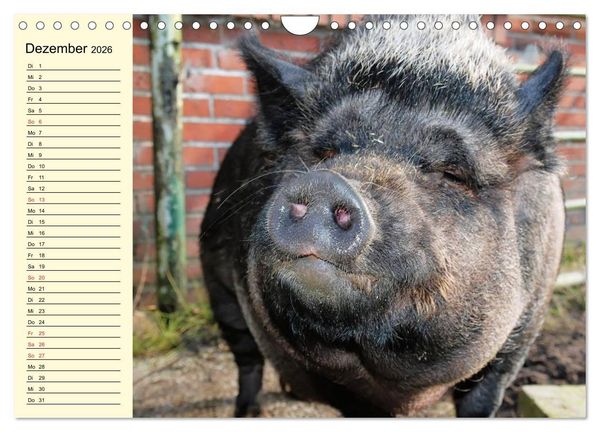 Produktbild: Von S&auml;uen die Schwein haben! (Wandkalender 2026 DIN A4 quer), CALVENDO Monatskalender