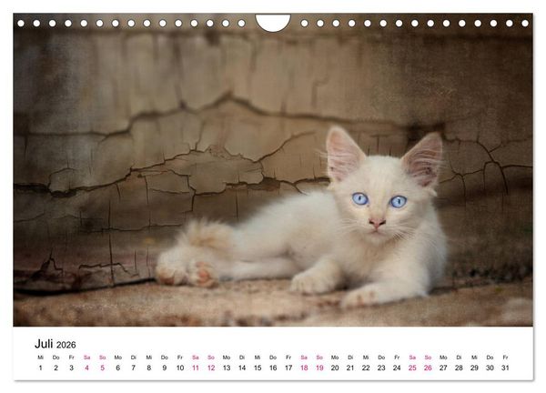 Produktbild: Katzenjahr 2026 (Wandkalender 2026 DIN A4 quer), CALVENDO Monatskalender