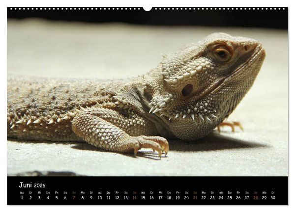 Produktbild: Reptilien 2026 (hochwertiger Premium Wandkalender 2026 DIN A2 quer), Kunstdruck in Hochglanz